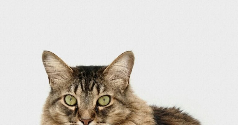 猫バンバンで命を守れ！エンジンルームに潜む危険